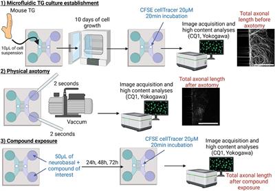 Assessment of corneal nerve regeneration after axotomy in a compartmentalized microfluidic chip model with automated 3D high resolution live-imaging